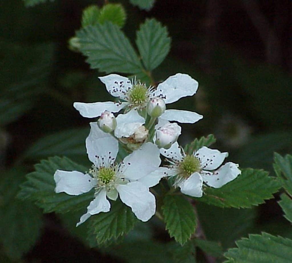 Blackberries Native to Central Florida Sharons Florida