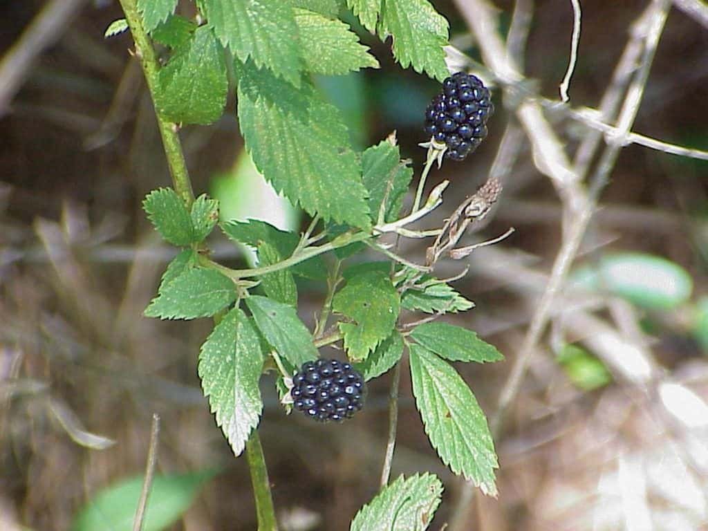 wild blackberries