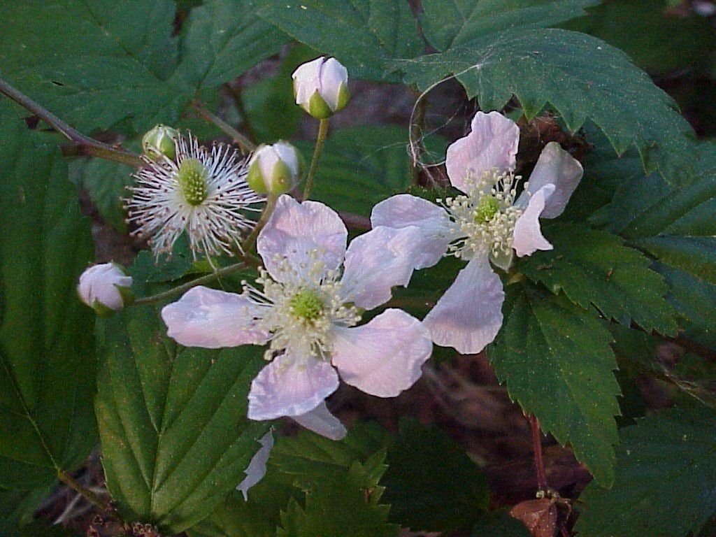 Blackberries Native to Central Florida Sharons Florida