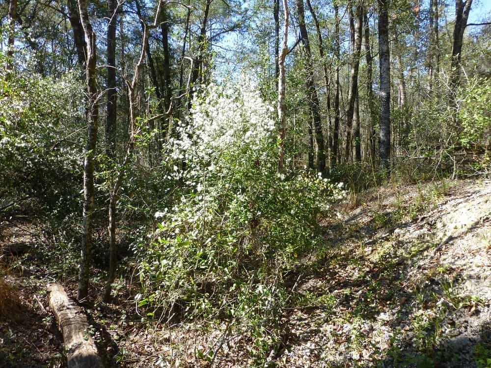 Groundsel tree, Baccharis halimifolia