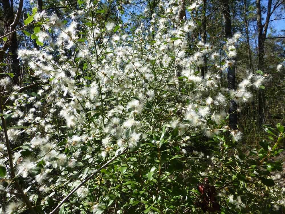 Groundsel tree, Baccharis halimifolia