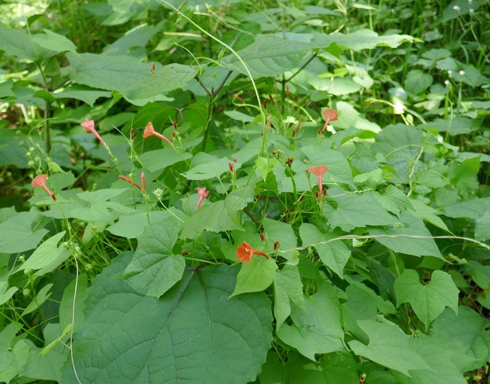 scarlet morning glory (Ipomoea hederifolia)