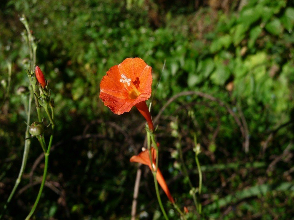 scarlet morning glory (Ipomoea hederifolia)