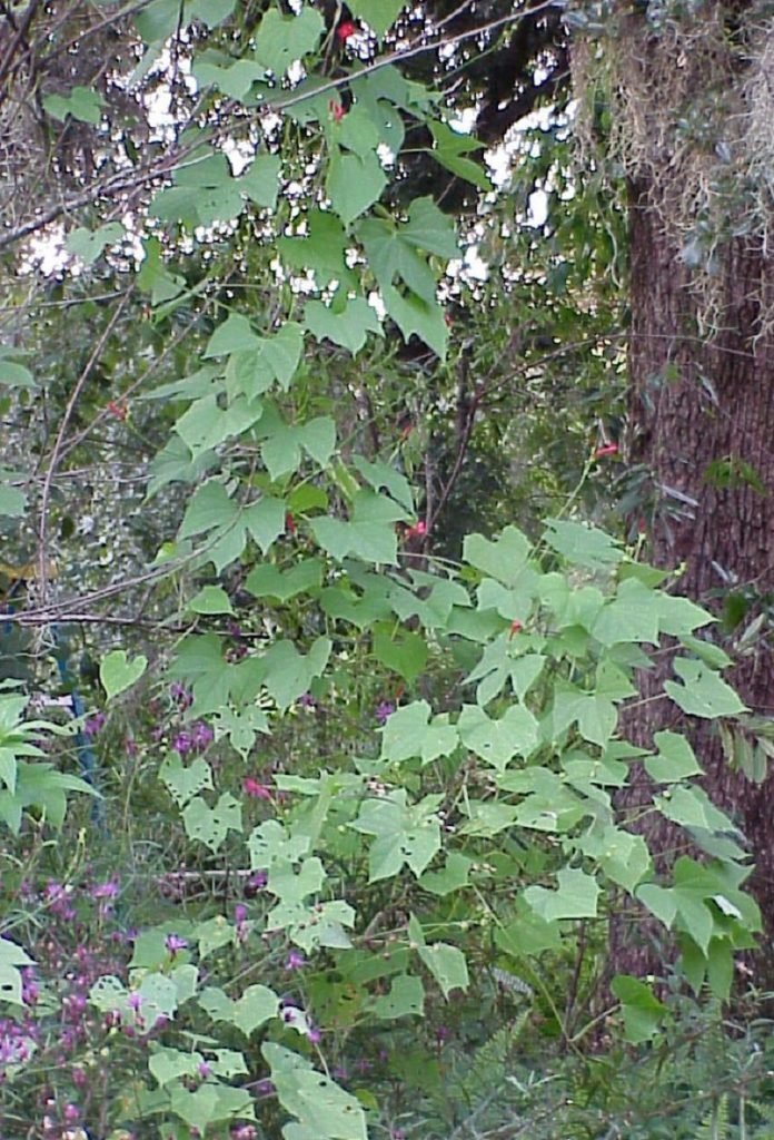 scarlet morning glory (Ipomoea hederifolia)