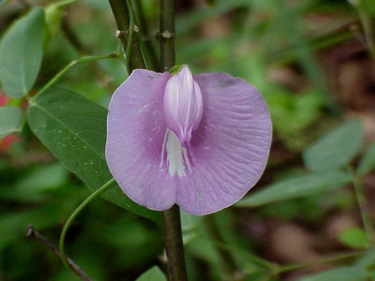 Spurred Butterfly Pea - Sharons Florida