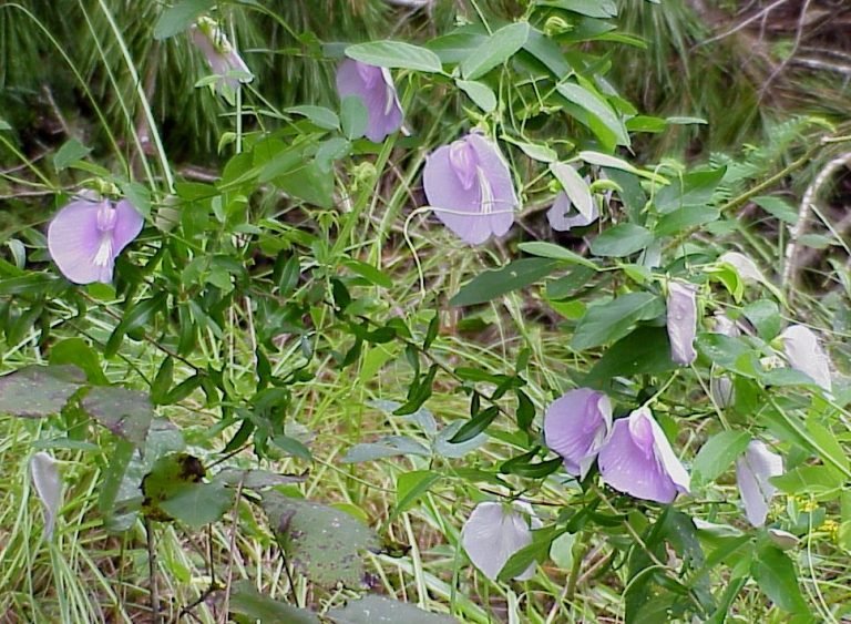 Spurred Butterfly Pea - Sharons Florida