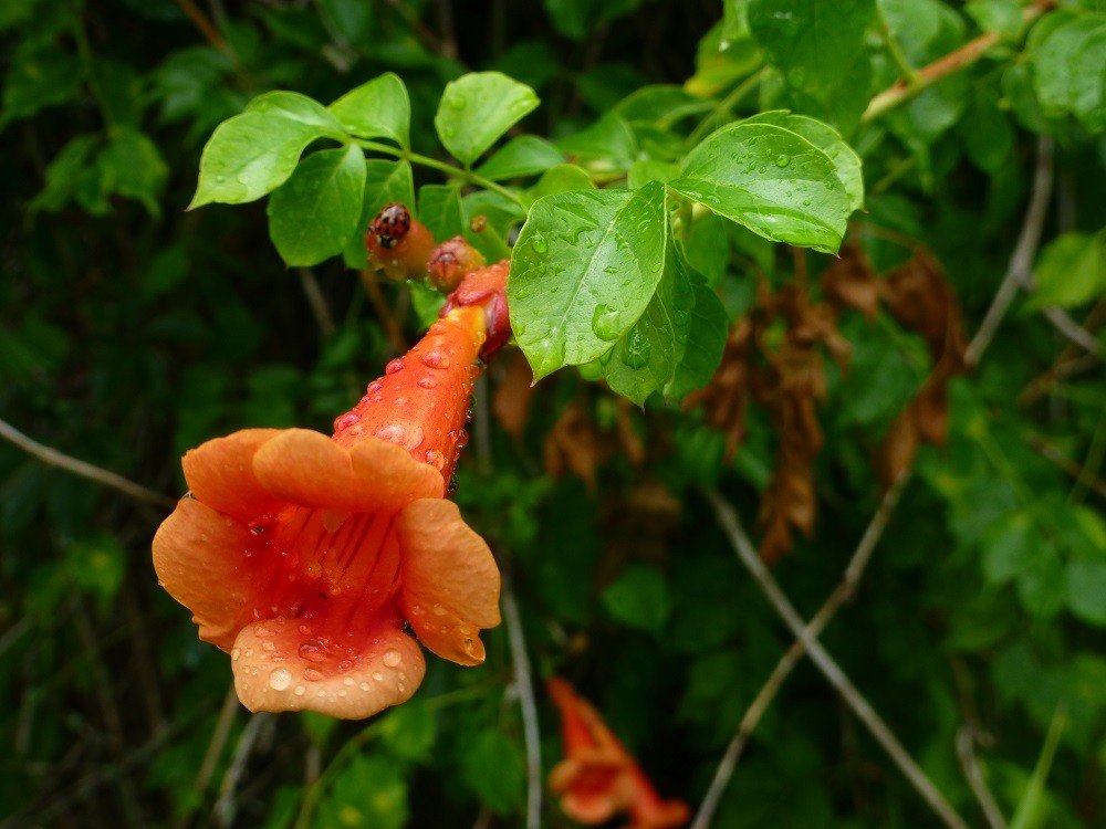 Trumpet creeper (Campsis radicans) is native from Pennsylvania and New