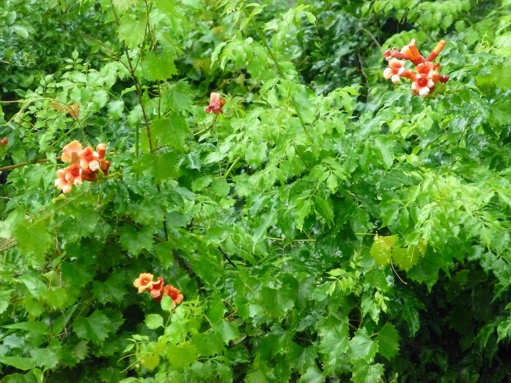 Trumpet creeper (Campsis radicans) is native from Pennsylvania and New