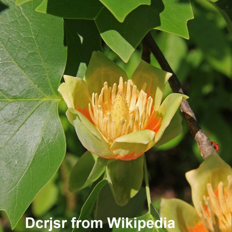 tulip tree Liriodendron tulipifera flower