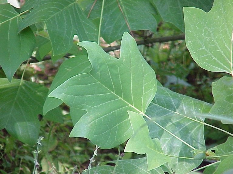 tulip tree Liriodendron tulipifera leaves