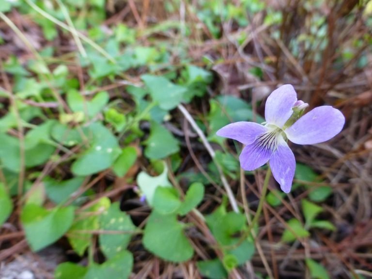 wild violet Viola sororia