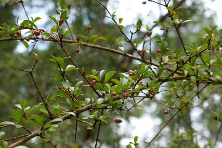 Walter's viburnum Viburnum obovatum