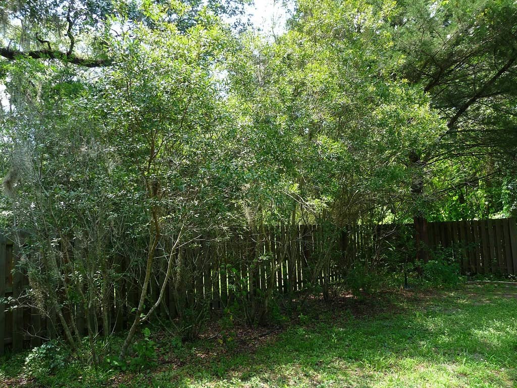 Wax Myrtle Sharons Florida