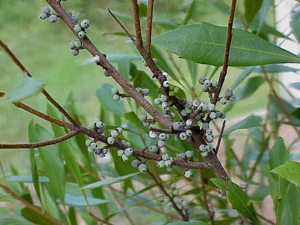 Wax Myrtle - Sharons Florida