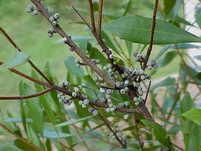 wax myrtle Morella cerifera fruit