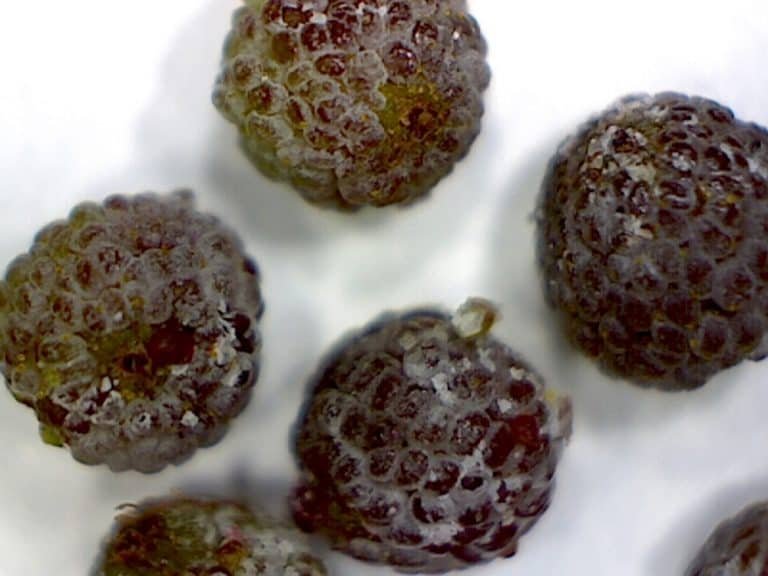 wax myrtle Morella cerifera fruit magnified showing the waxy coating