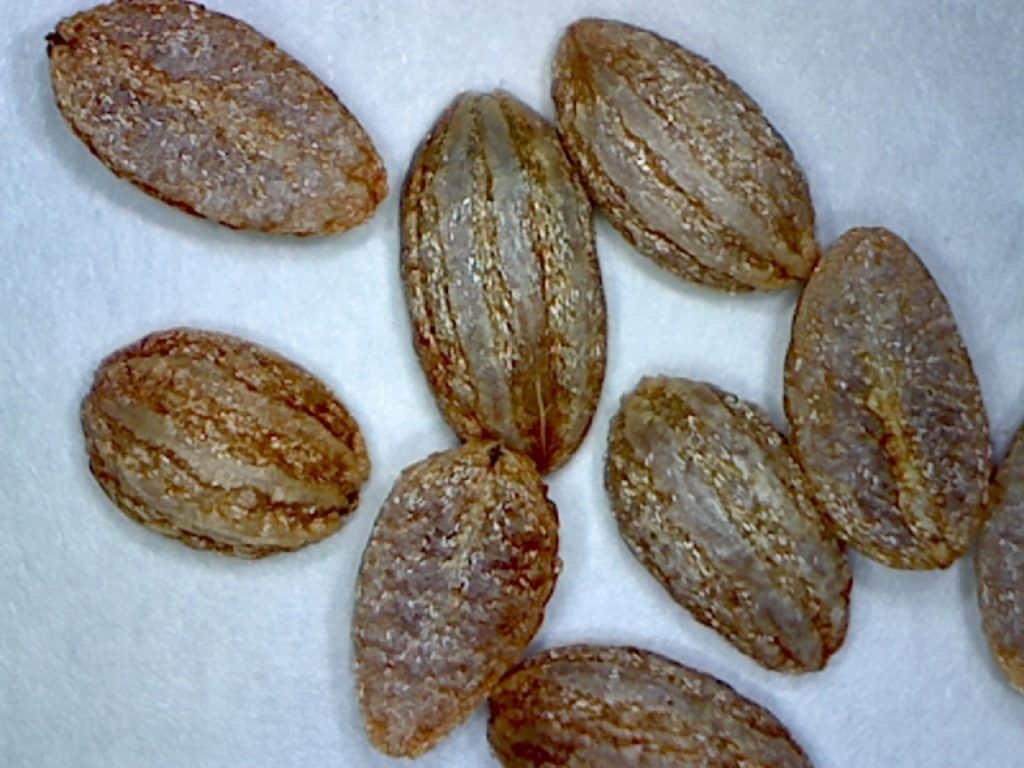 Wild CoffeePsychotria NervosaFlorida NativeWildlife202012 Seeds 