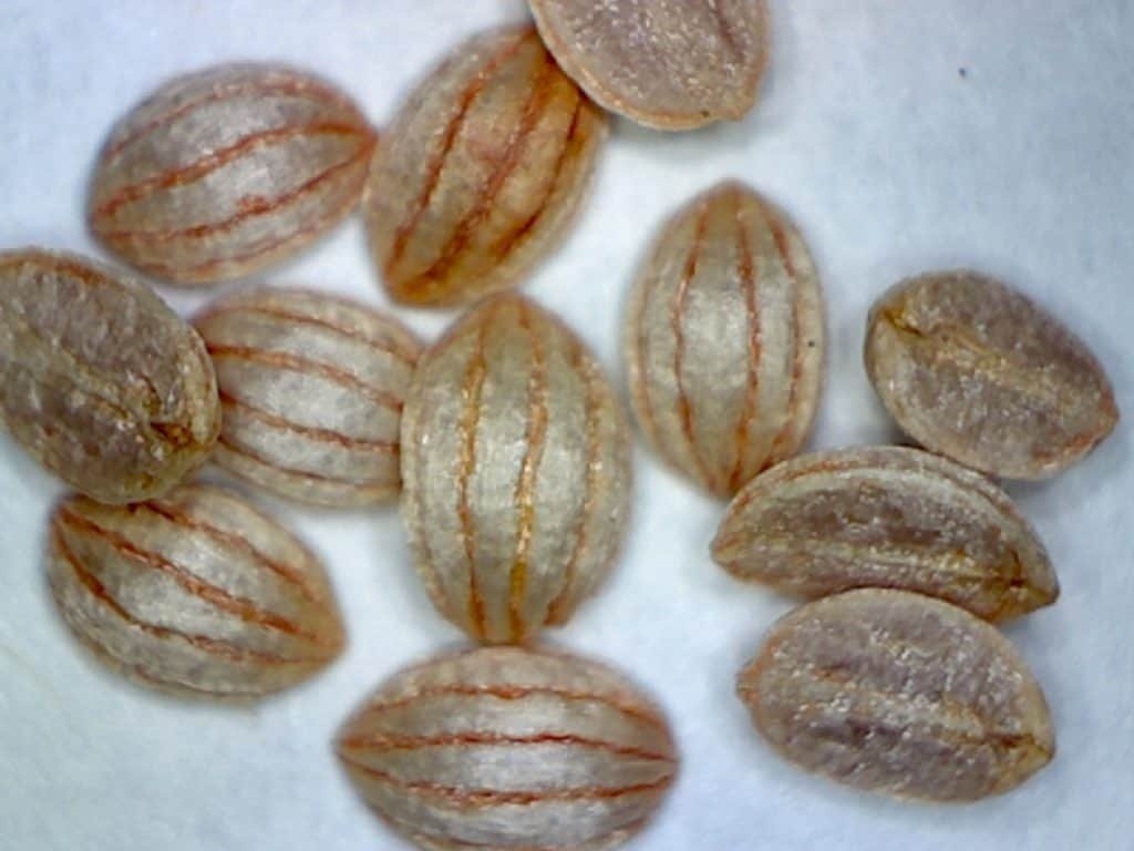 shortleaf wild coffee seeds (Psychotria sulzneri)