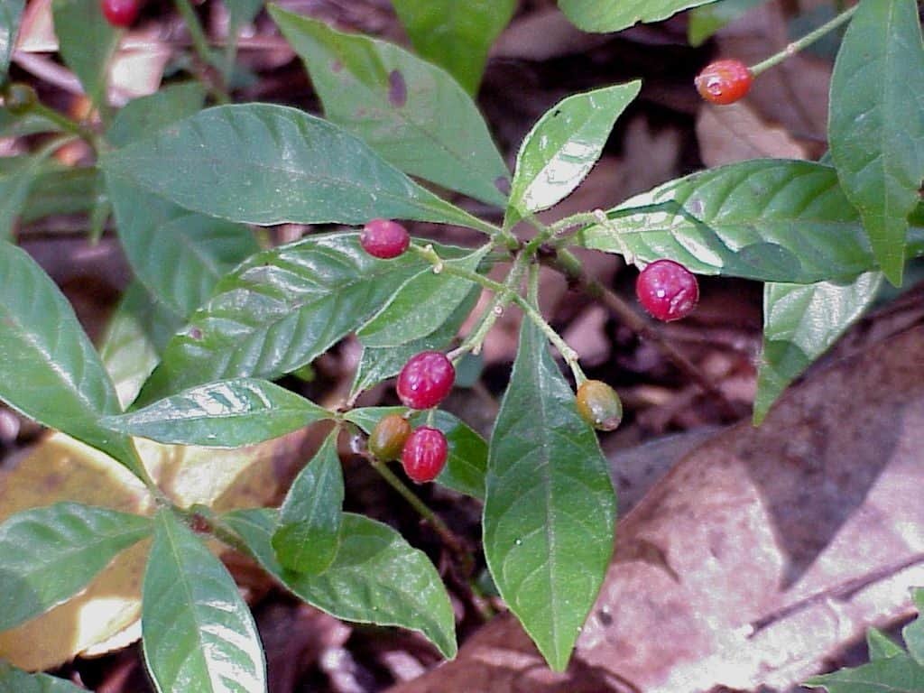 wild coffee fruit (Psychotria nervosa)