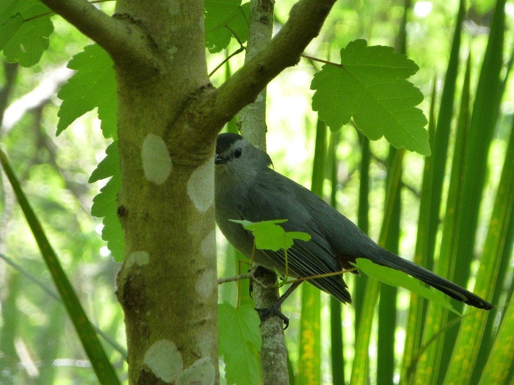 Gray Catbird - Sharons Florida