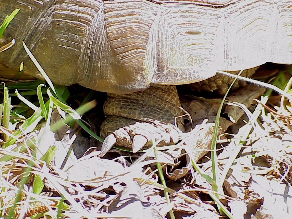 Gopher Tortoise - Sharons Florida