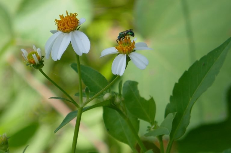 How to Transplant Spanish Needles Sharons Florida