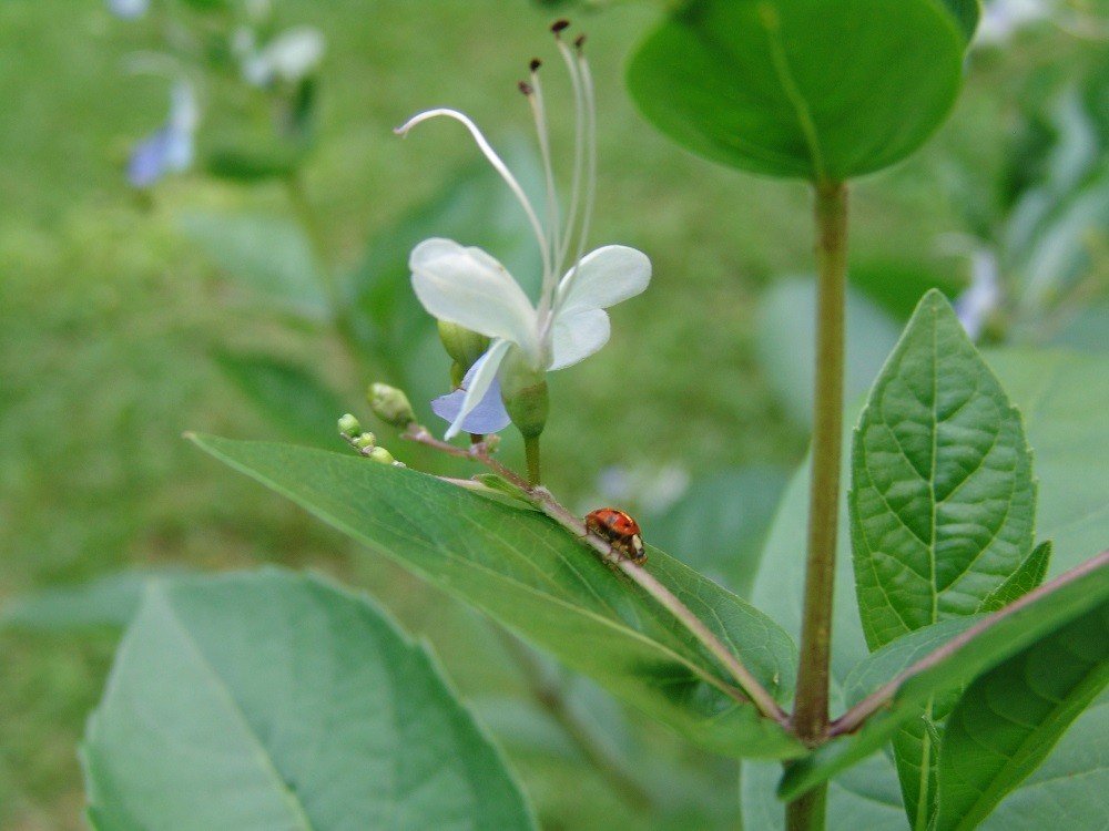 ladybug beetle on a flower stalk