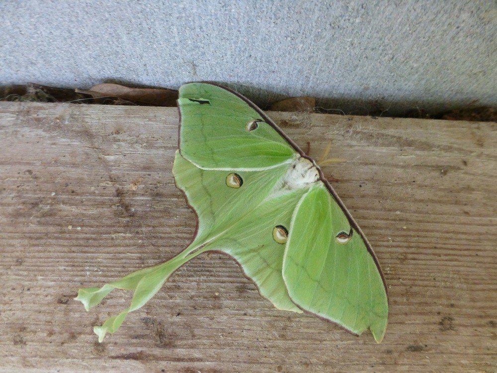 Are Luna Moths Common In Florida