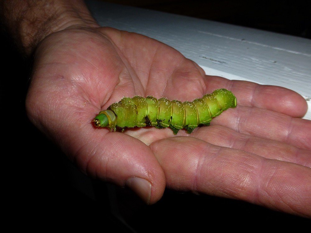 luna moth caterpillar