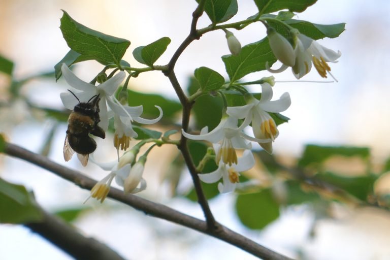 American snowbell Styrax americanus