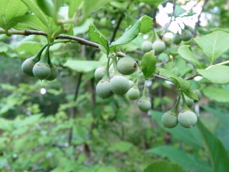 American snowbell Styrax americanus fruit