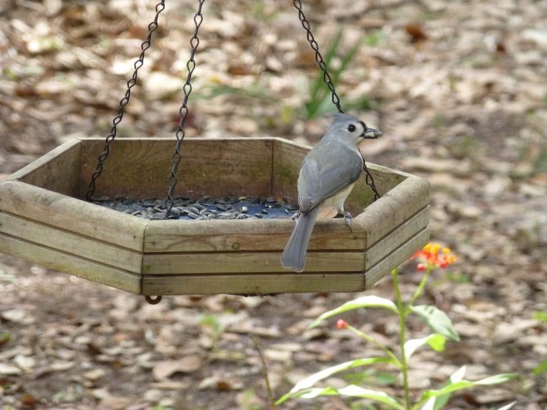 tufted titmouse (Paus bicolor) eating a sunflower seed