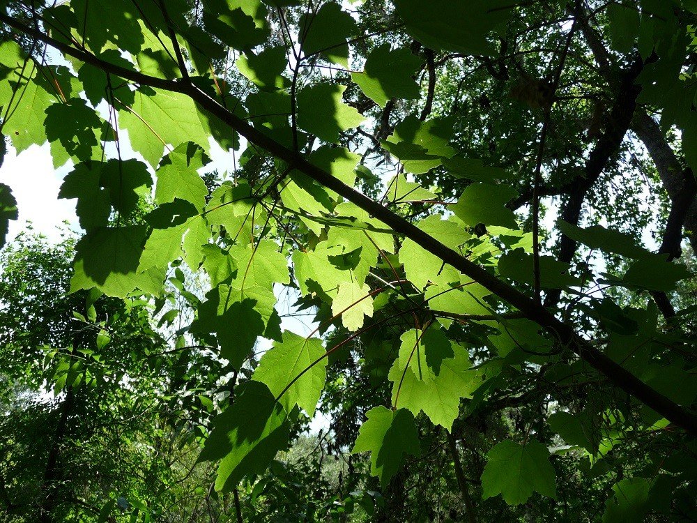 florida red maple