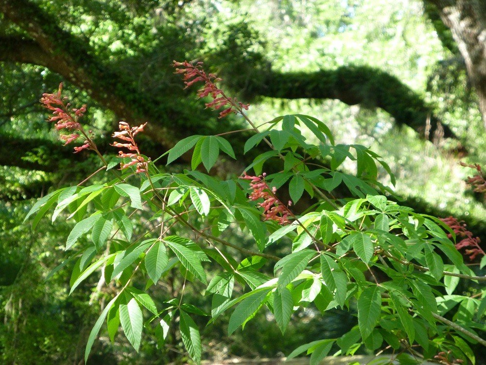Aesculus pavia red buckeye tree