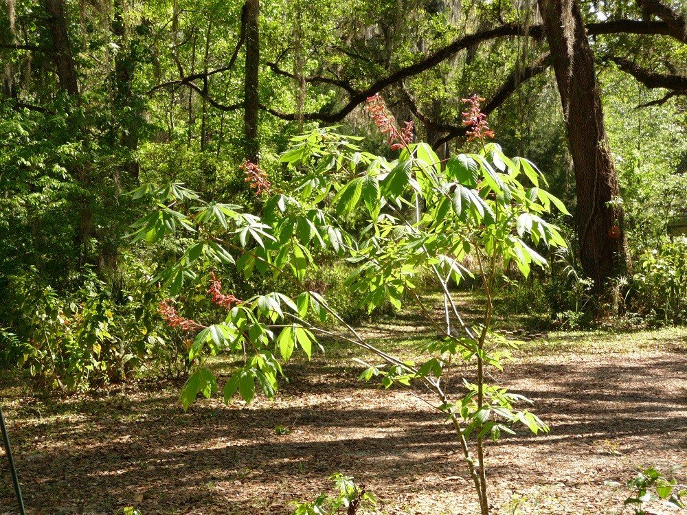 Aesculus pavia red buckeye tree