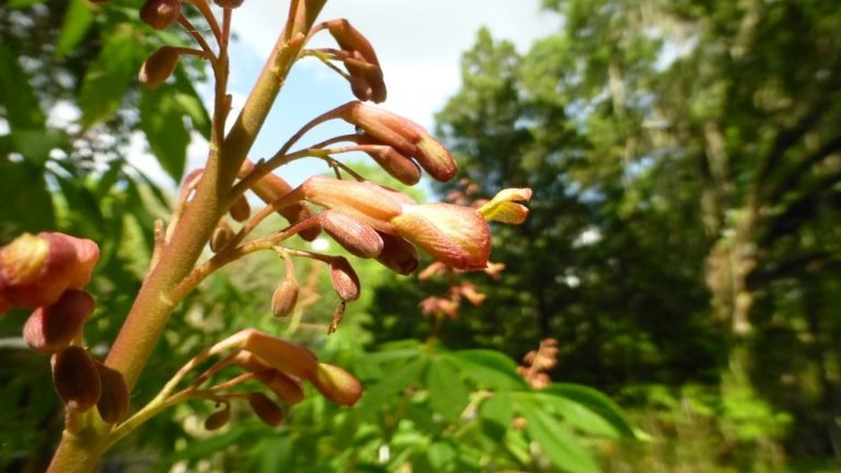 red buckeye Aesculus pavia flowers