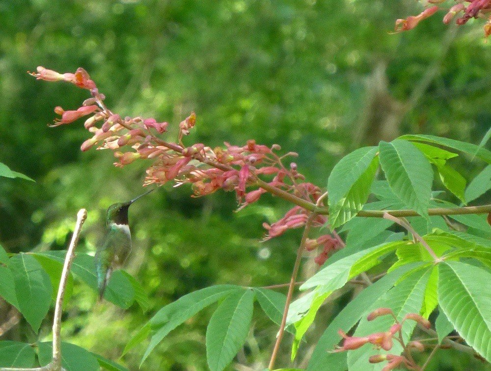 Aesculus pavia red buckeye tree with ruby-throated hummingbird