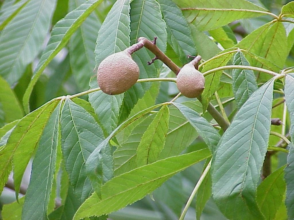 Aesculus pavia red buckeye tree