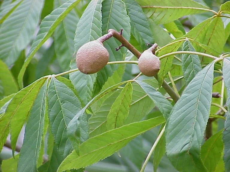 Aesculus pavia red buckeye tree fruit pods