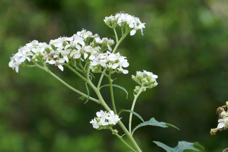 Verbesina virginica frostweed flowers