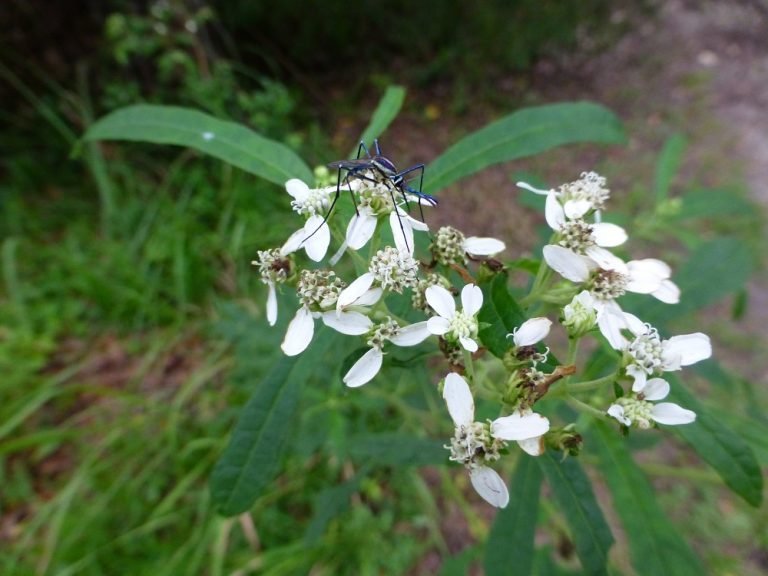 an elephant mosquito (Toxorhynchites rutilus) nectaring on a frostweed (Verbesina virginica) flower
