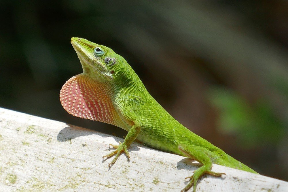 what do green anoles eat