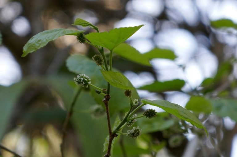 red mulberry Morus rubra female flowers