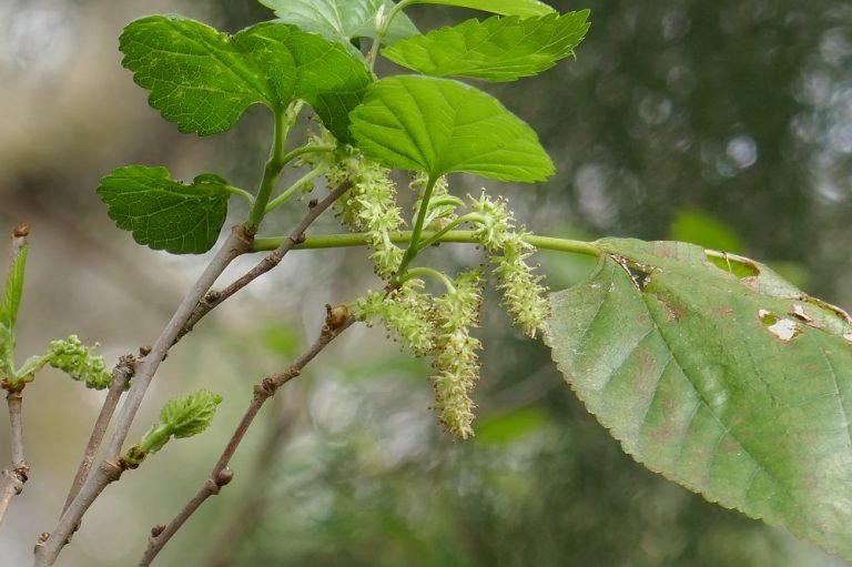 red mulberry Morus rubra male flowers