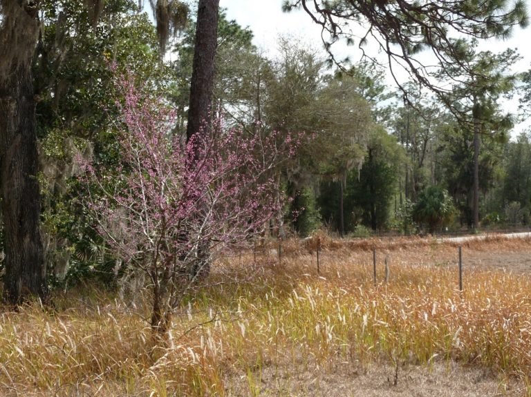 Eastern Redbud Cercis canadensis