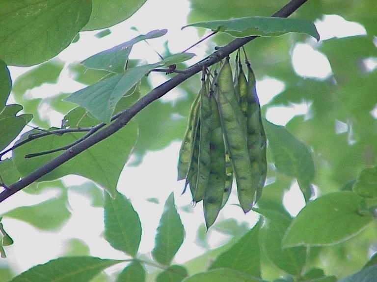 Eastern Redbud Cercis canadensis seed pods