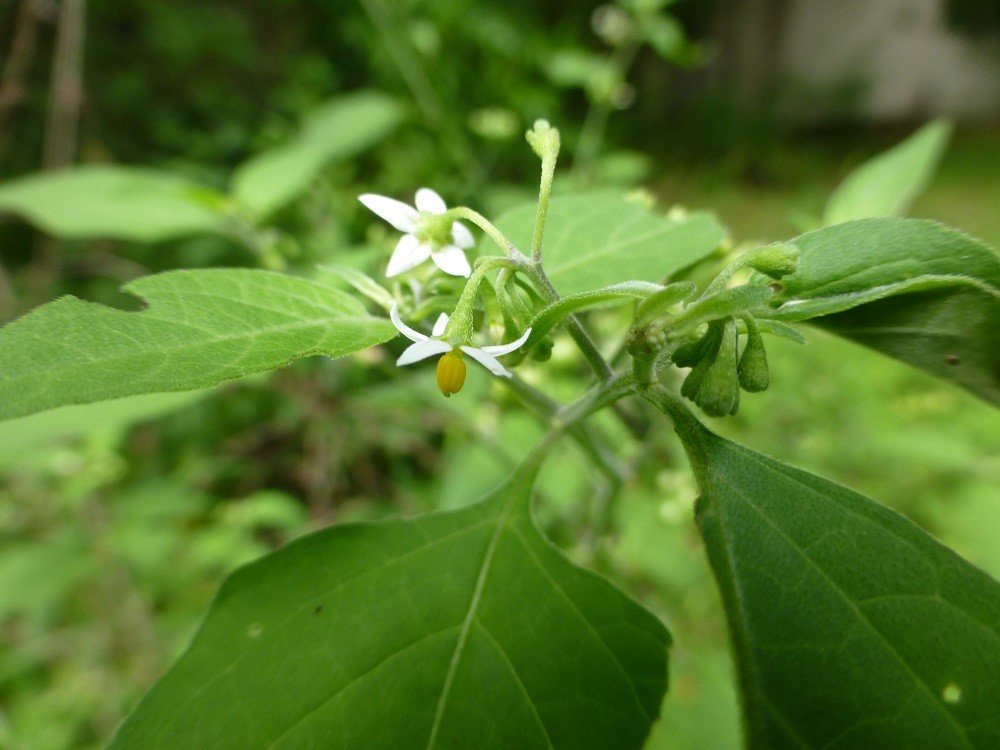 American Black Nightshade - Sharons Florida