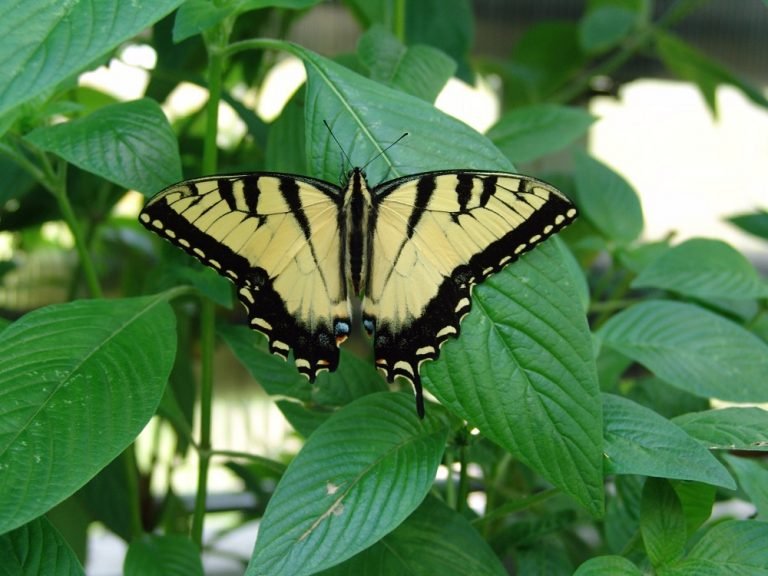 Sharons Top Ten Butterflies Of Central Florida Sharons Florida 0357