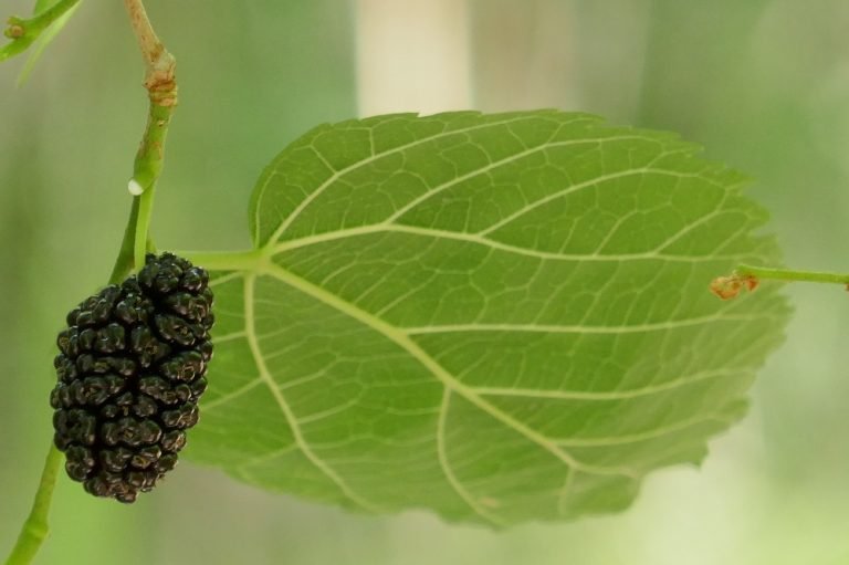red mulberry Morus rubra single fruit