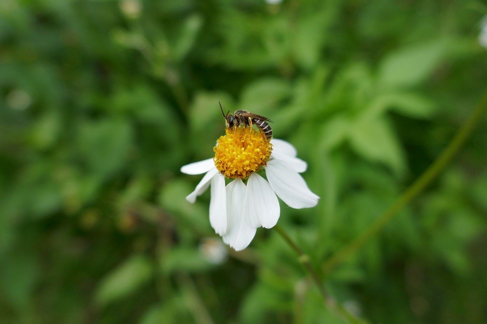 Native Plant Patch: Spanish Needles - Sharons Florida